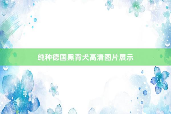 纯种德国黑背犬高清图片展示